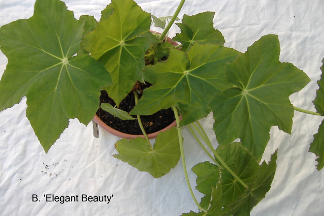 B. ‘Elegant Beauty’